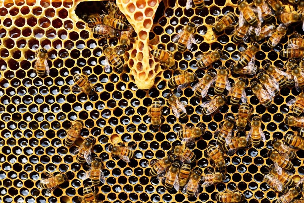 honey bees, insects, hive-337695.jpg