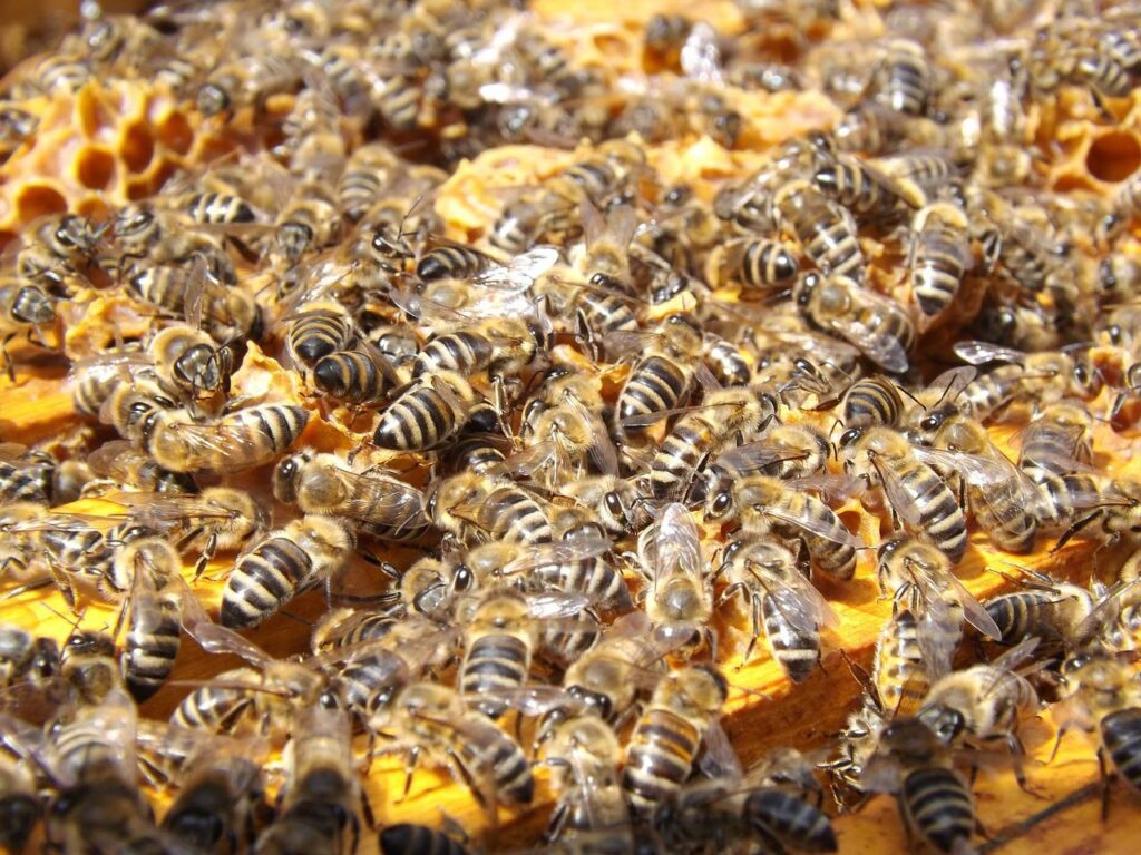 bees, beehive, beekeeping-486872.jpg